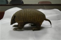 藏品(披毛犰狳)的圖片